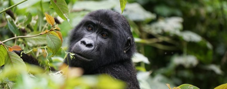Cestou necestou – Uganda – po stopách horských goríl – 4 mesiace v Južnej Amerike SPACE UP Coworking & Events