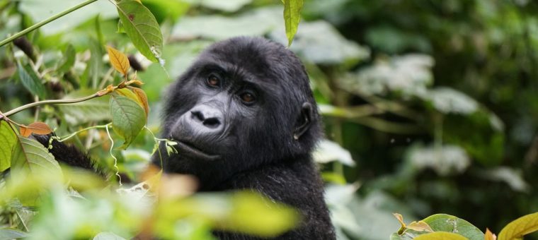 Cestou necestou – Uganda – po stopách horských goríl – 4 mesiace v Južnej Amerike SPACE UP Coworking & Events